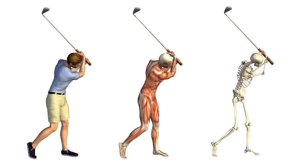 Which Muscles are Used During a Golf Swing